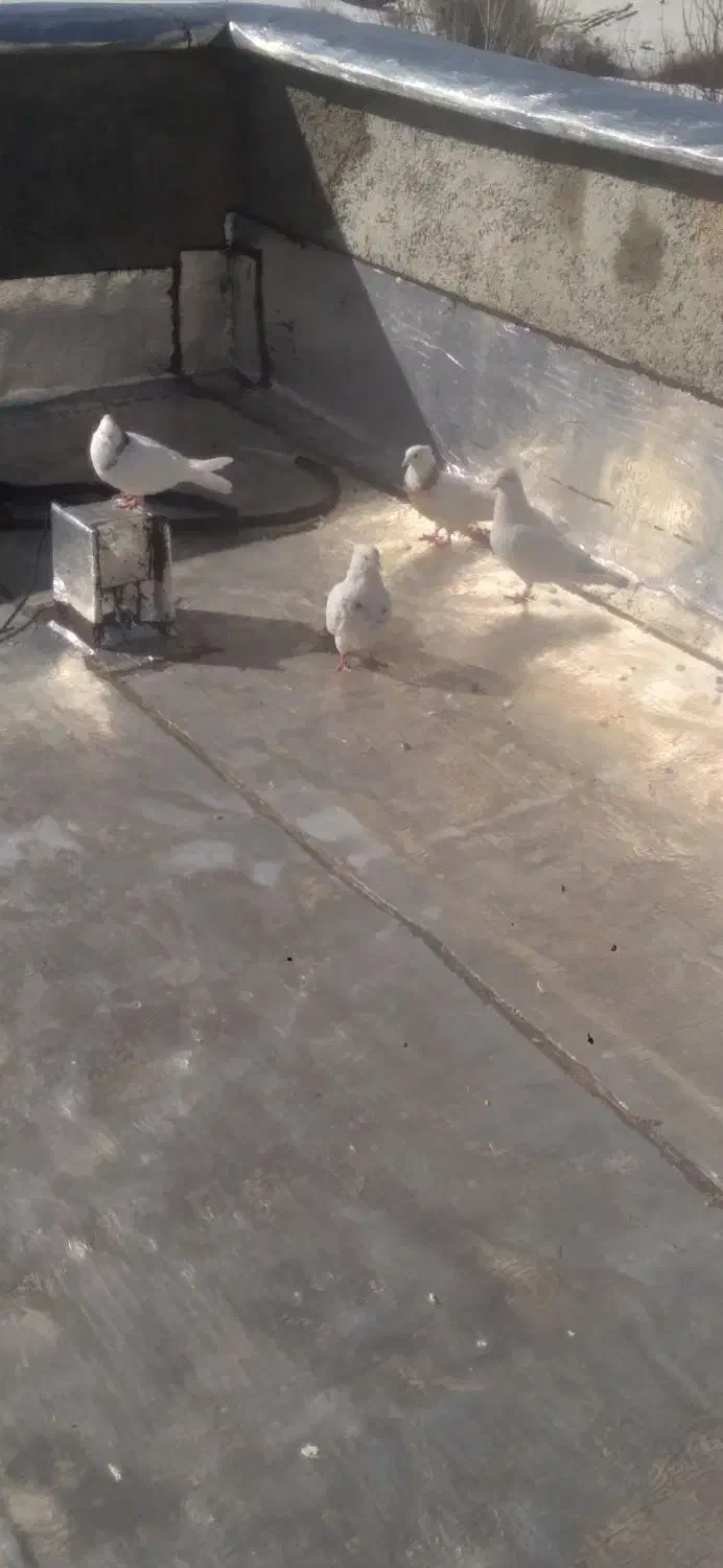 فروش ۴ عدد کبوتر|پرنده|مریوان, |دیوار