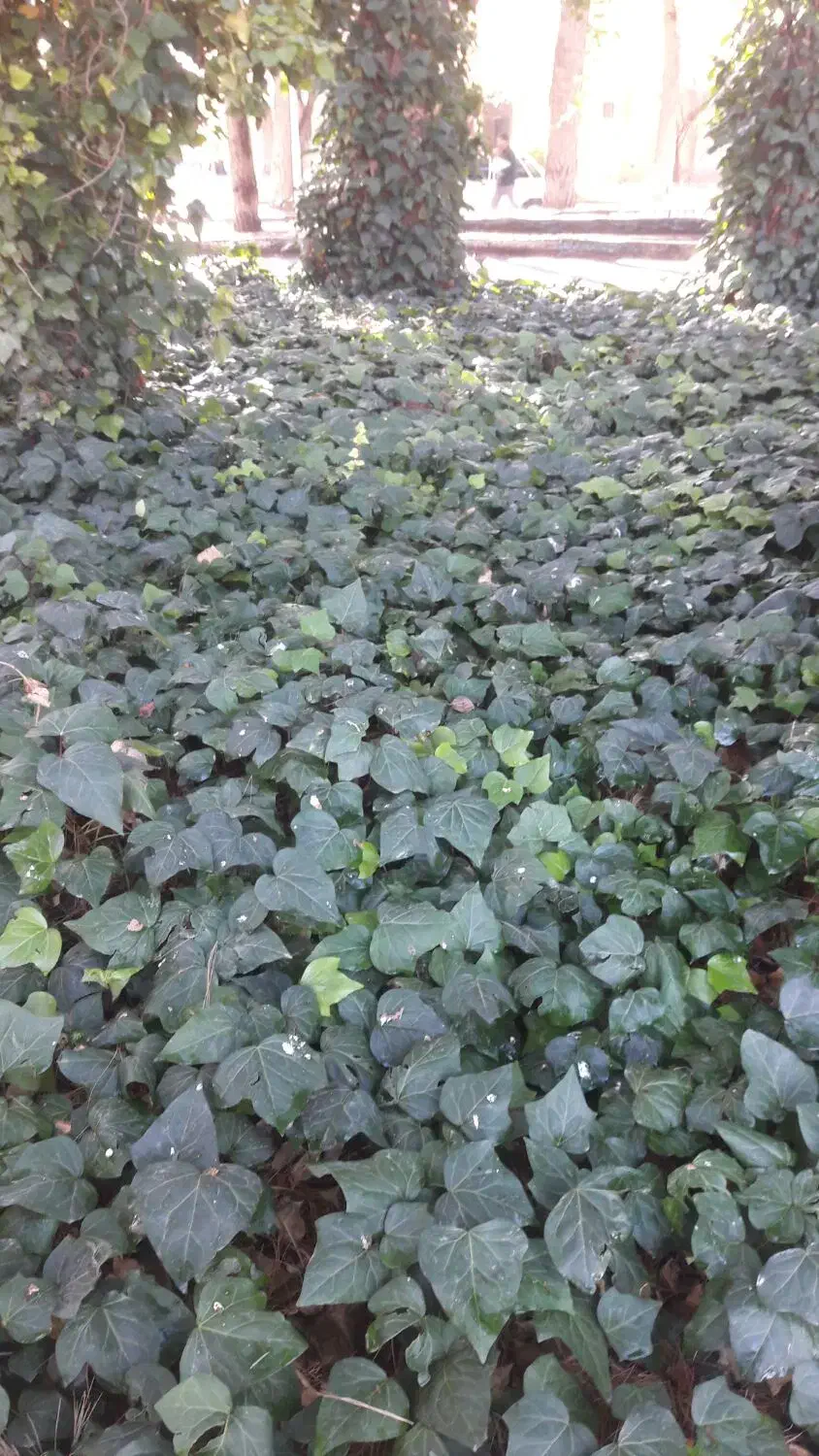 دنبال کار|فعالیت داوطلبانه|ایلام, |دیوار