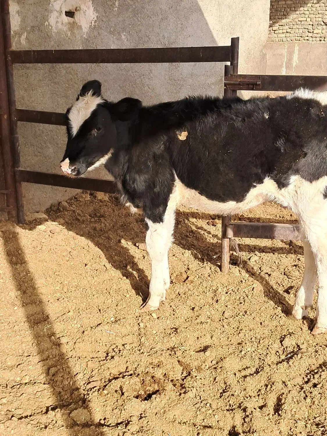 گوساله|حیوانات مزرعه|تربت جام, بسیجیان|دیوار