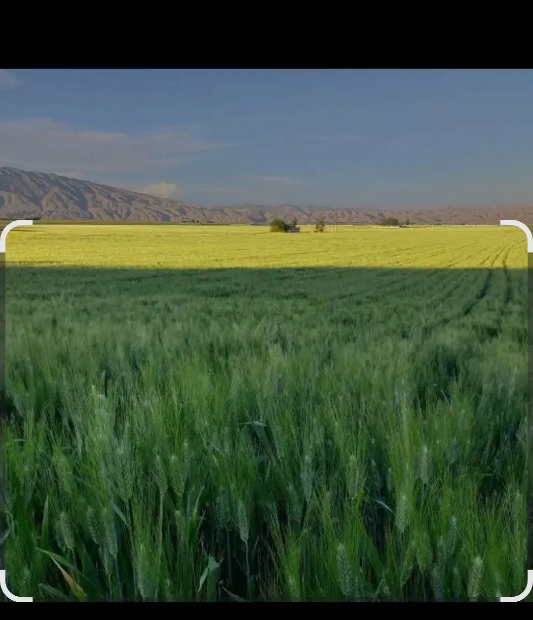 گندم شبرنگ بوجار شده و سم زده|عمدهفروشی|کوهدشت, |دیوار