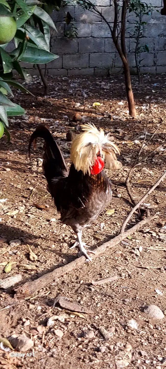 فروش مرغ وخروس کاکلی لهستانی|حیوانات مزرعه|اسالم, |دیوار