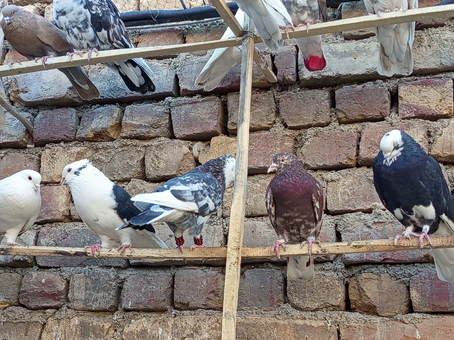 کفتره کفتر بازی زحمت کشیده خال و پرش...|پرنده|ساوه, |دیوار