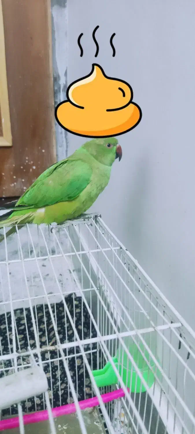 طوطی|پرنده|بیرجند, |دیوار