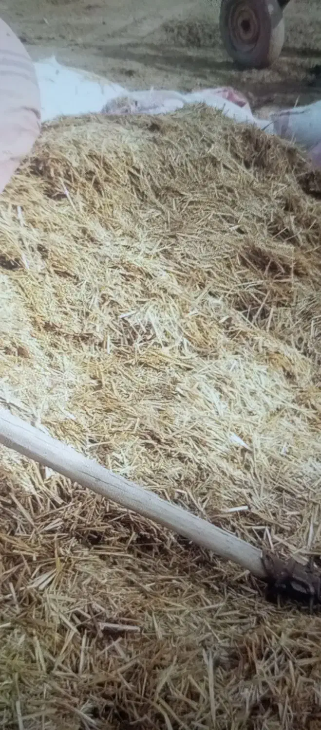 کاه گندم|حراج|نیشابور, مازول|دیوار