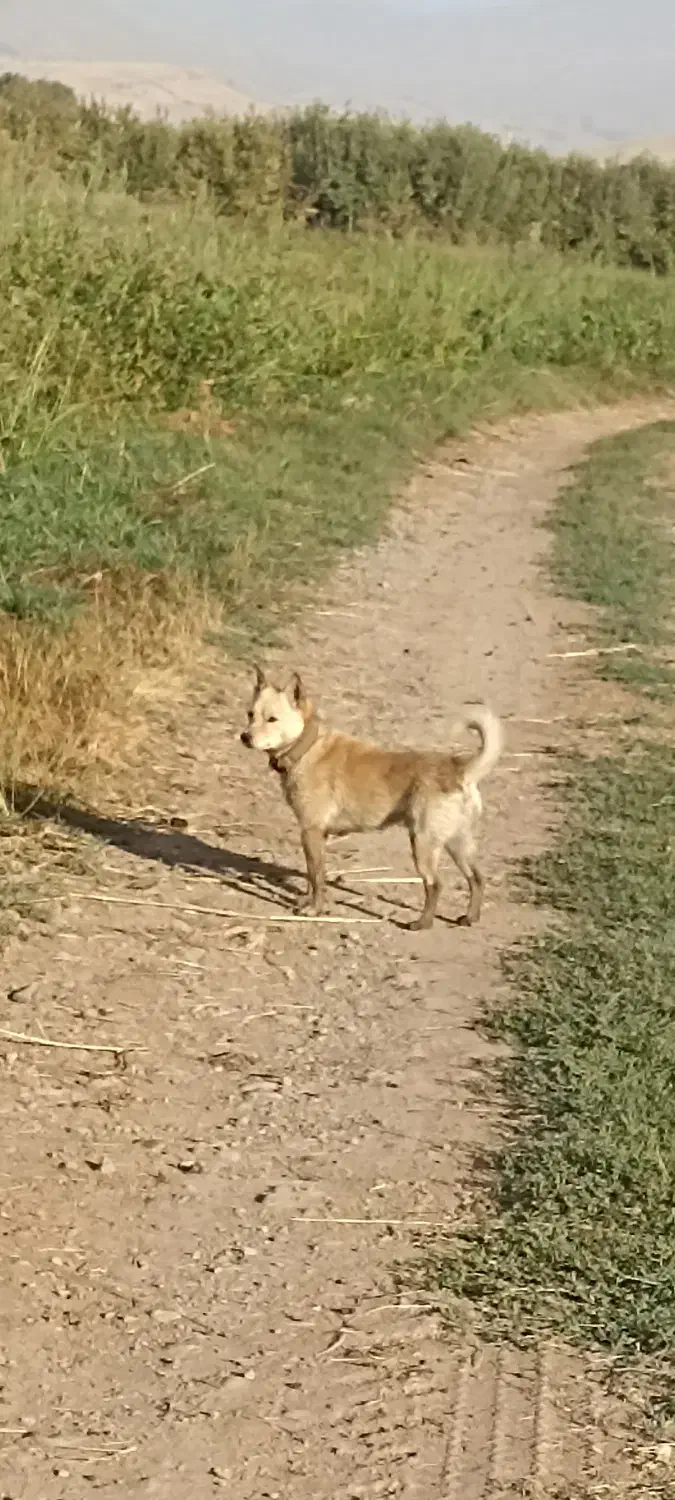 سگ گمشده|سگ|پیرانشهر, |دیوار