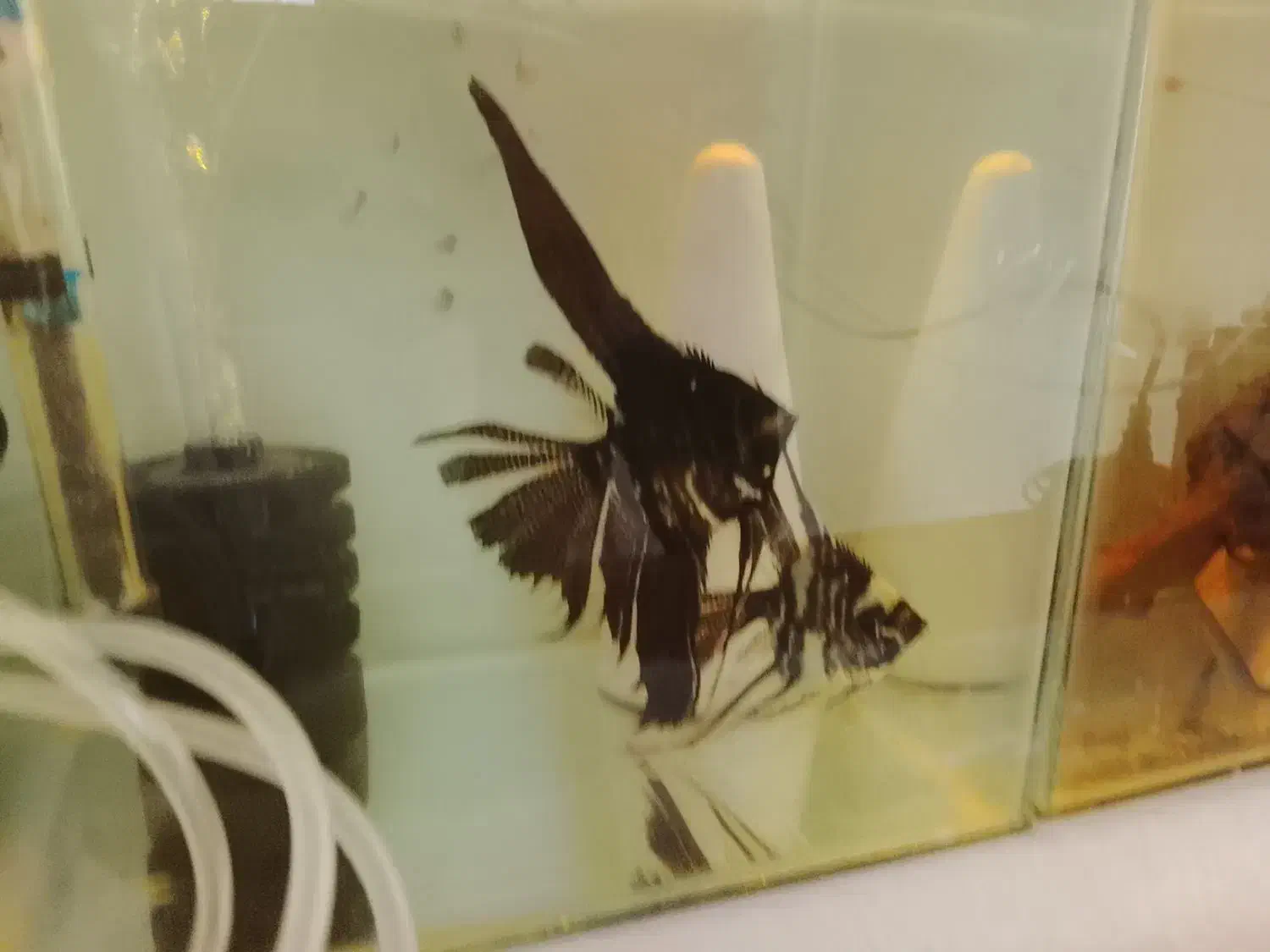 جفت آنجل مولد|ماهی|تبریز, |دیوار