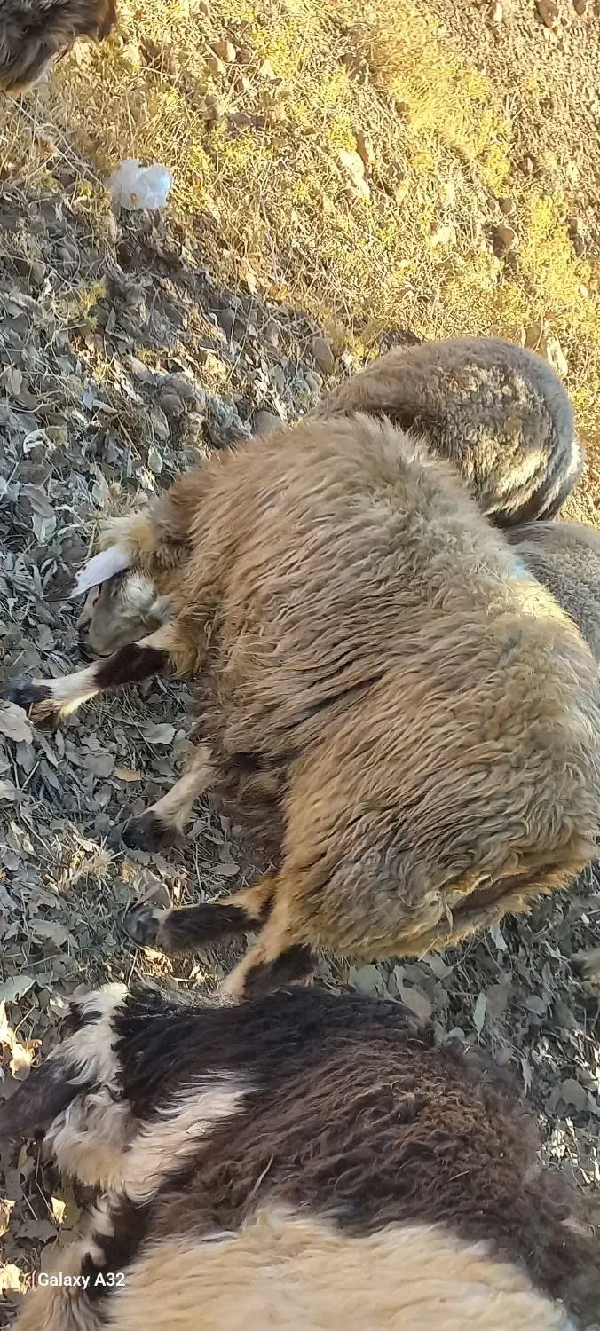 میش|حیوانات مزرعه|چیتاب, |دیوار