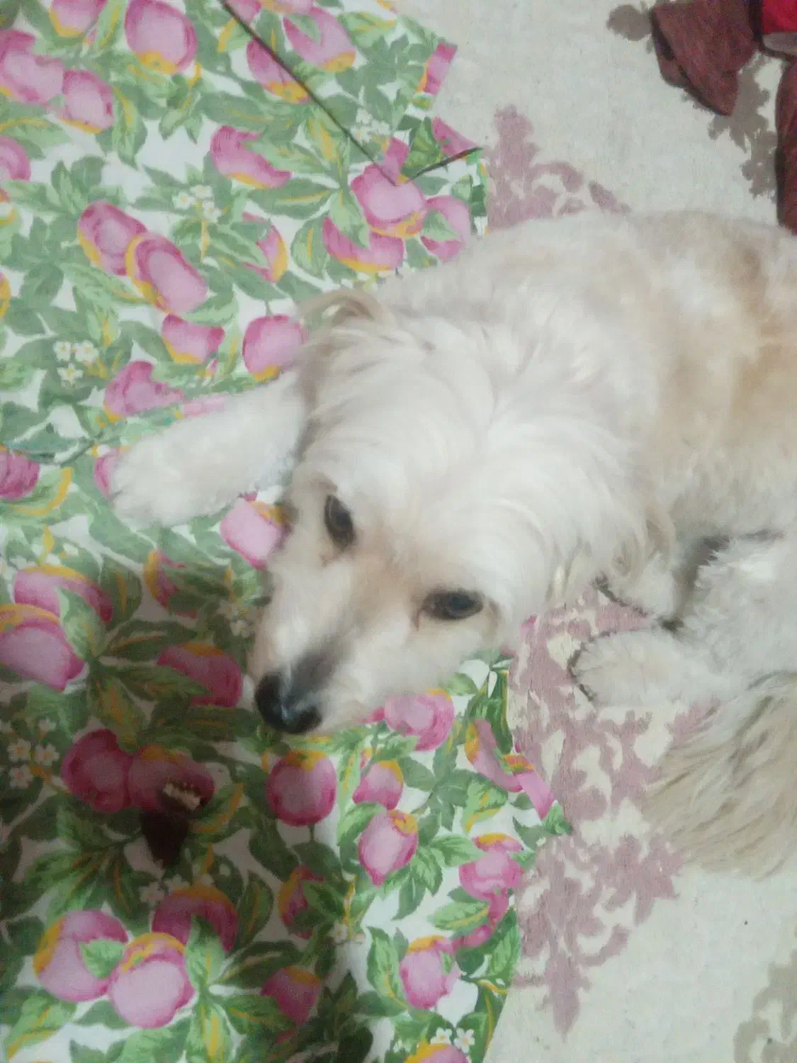 واگذاری|سگ|گرمسار, |دیوار