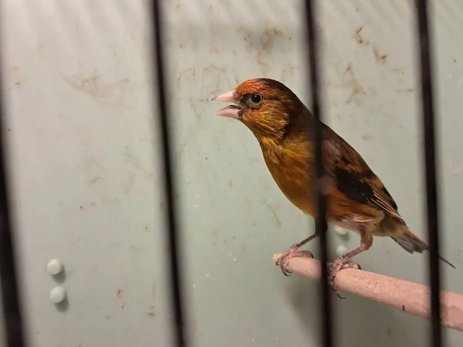 سهره قناری|پرنده|فیروزکوه, |دیوار