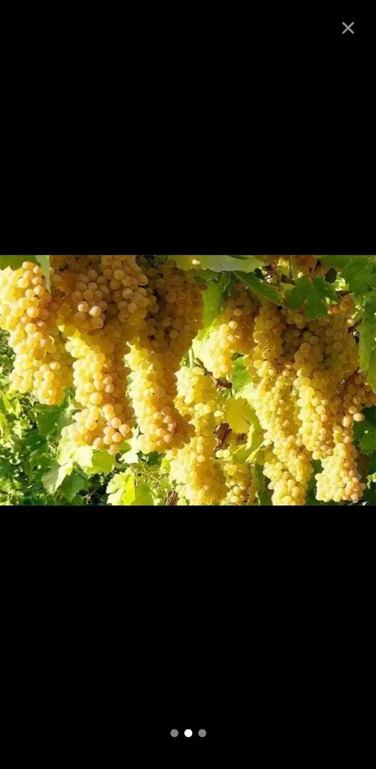 کشمش سایه خشک ارگانیک پاک شده مطالعه شود|خوردنی و آشامیدنی|کیش, |دیوار