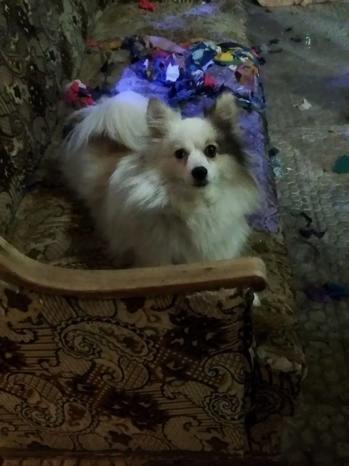 سگ پامر روباهی اصیل|سگ|اصفهان, گلزار|دیوار