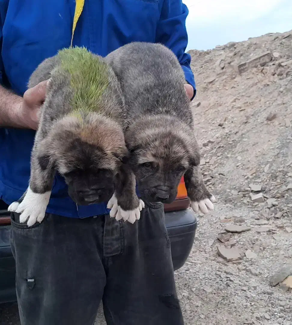 سگ اصیل|سگ|مشهد, کوشش|دیوار