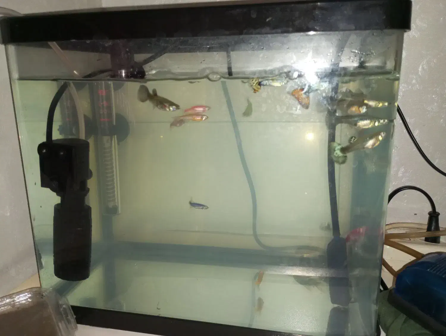 فروش ماهی گوپی با وسایل|ماهی|تبریز, |دیوار