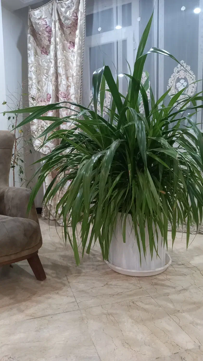 گل پاندواس|گل و گیاه طبیعی|تهران, پرستار|دیوار