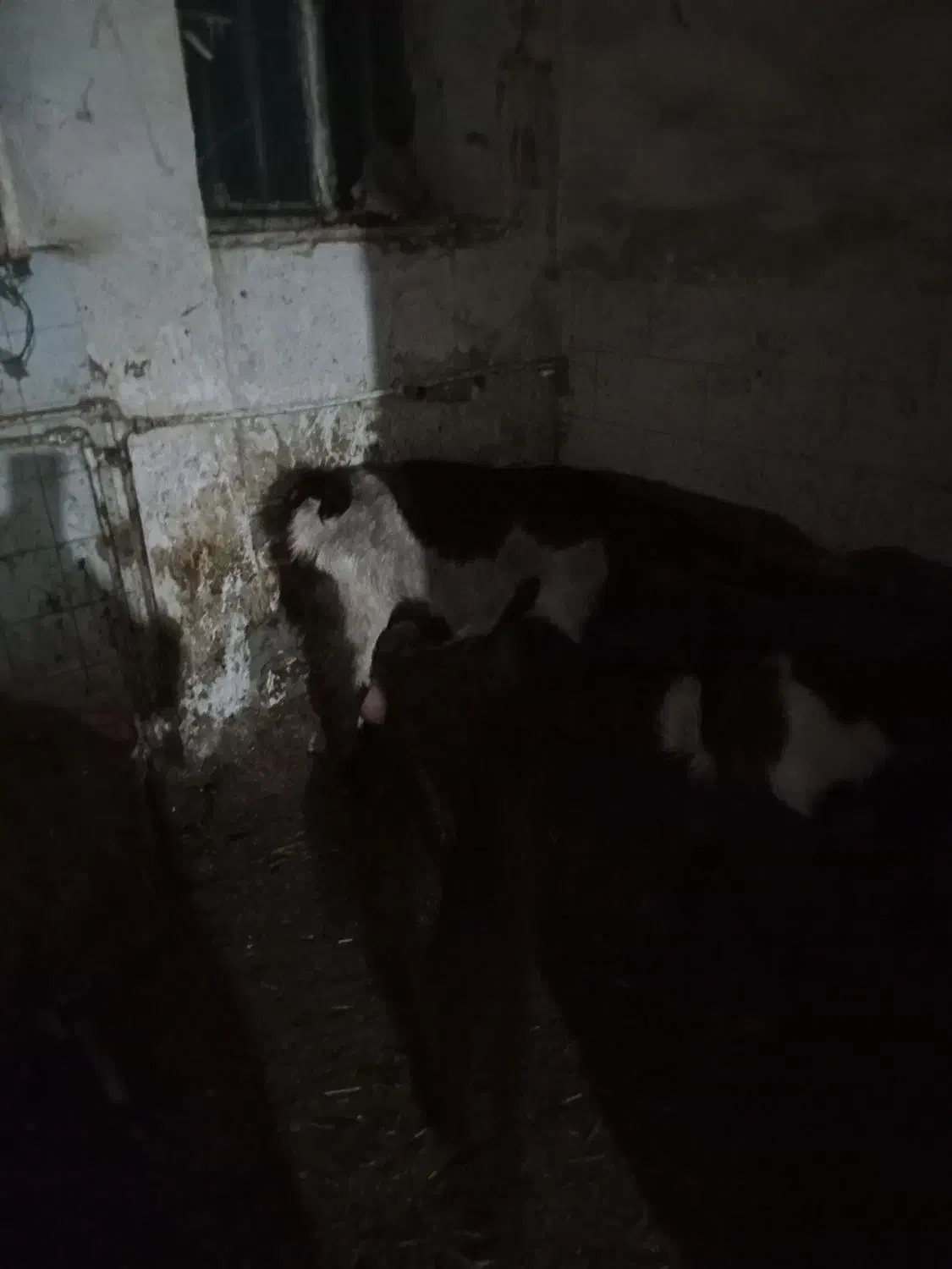 بزپاکستانی،اوستن|حیوانات مزرعه|اراک, |دیوار