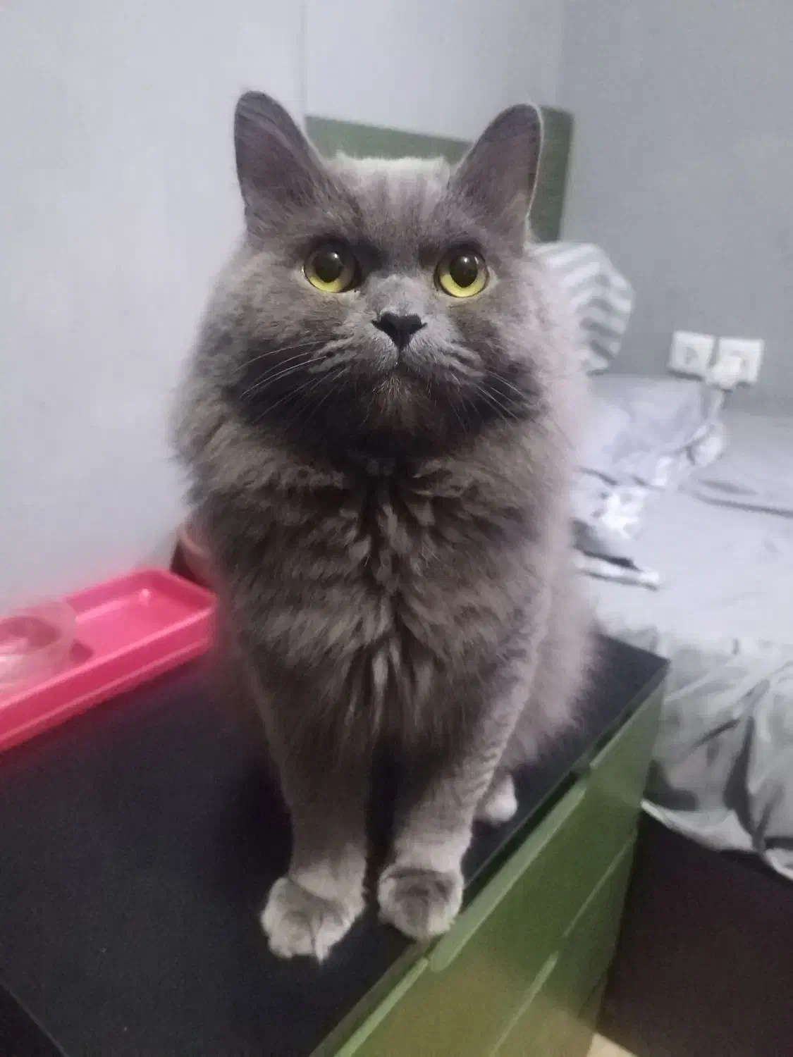 گربه هیمالین گربه بیریتیش گربه بالغ|گربه|شهریار, شهریار|دیوار