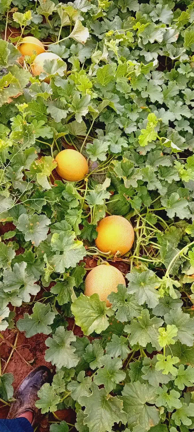 اجاره زمین کشاورزی چاه برقی بارانی وهم قرقابی|اجارهٔ دفتر صنعتی، کشاورزی، تجاری|شوش, |دیوار