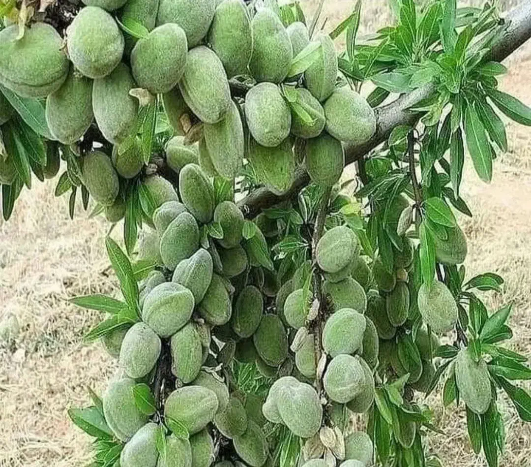 نهالستان پسته،گردو و بادام پربار و سردسیری پالیز|خدمات باغبانی و درختکاری|شبستر, |دیوار