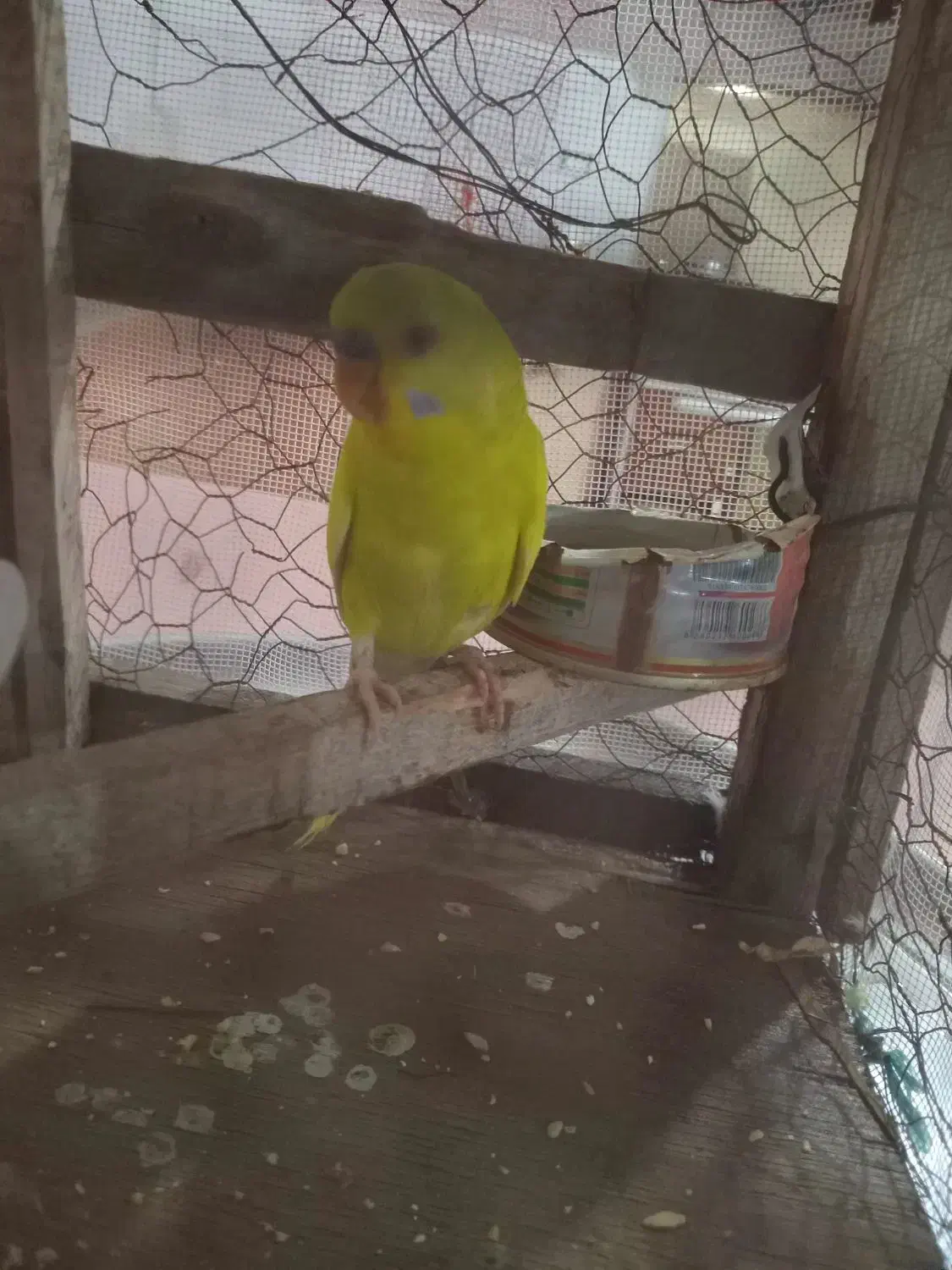 مرغ عشق سخن گوه نر1عدد|پرنده|رودشت (چهارمحال و بختیاری), |دیوار