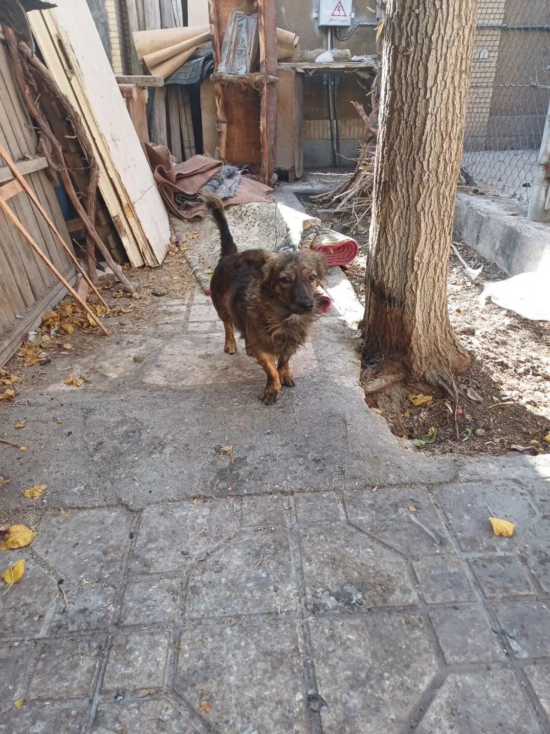 سگ کلاسیک|سگ|فولادشهر, مسکن مهر فولادشهر|دیوار