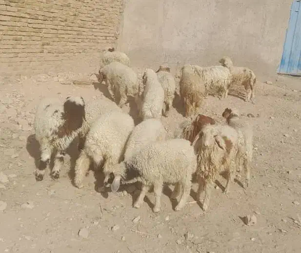 بره نر وماده|حیوانات مزرعه|اهواز, منازل کارون|دیوار