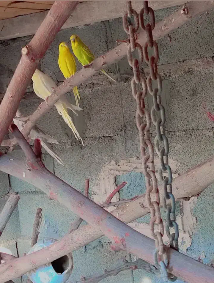 مرغ عشق هلندی|پرنده|بندرعباس, |دیوار