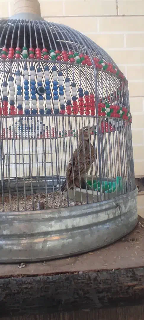 طغرا پرنده قناری عروس هلندی|پرنده|کرمان, |دیوار