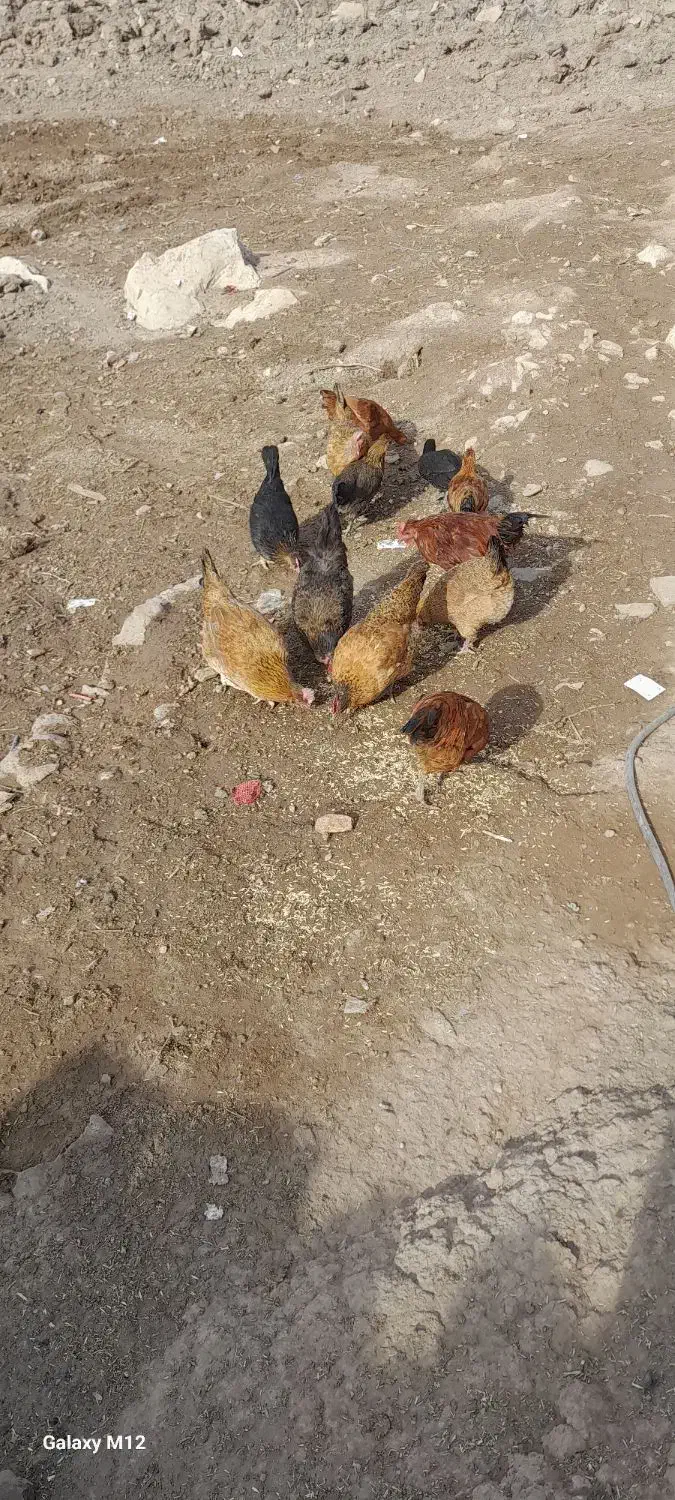 برای قیمت تماس بگیرید|حیوانات مزرعه|کوهدشت, |دیوار