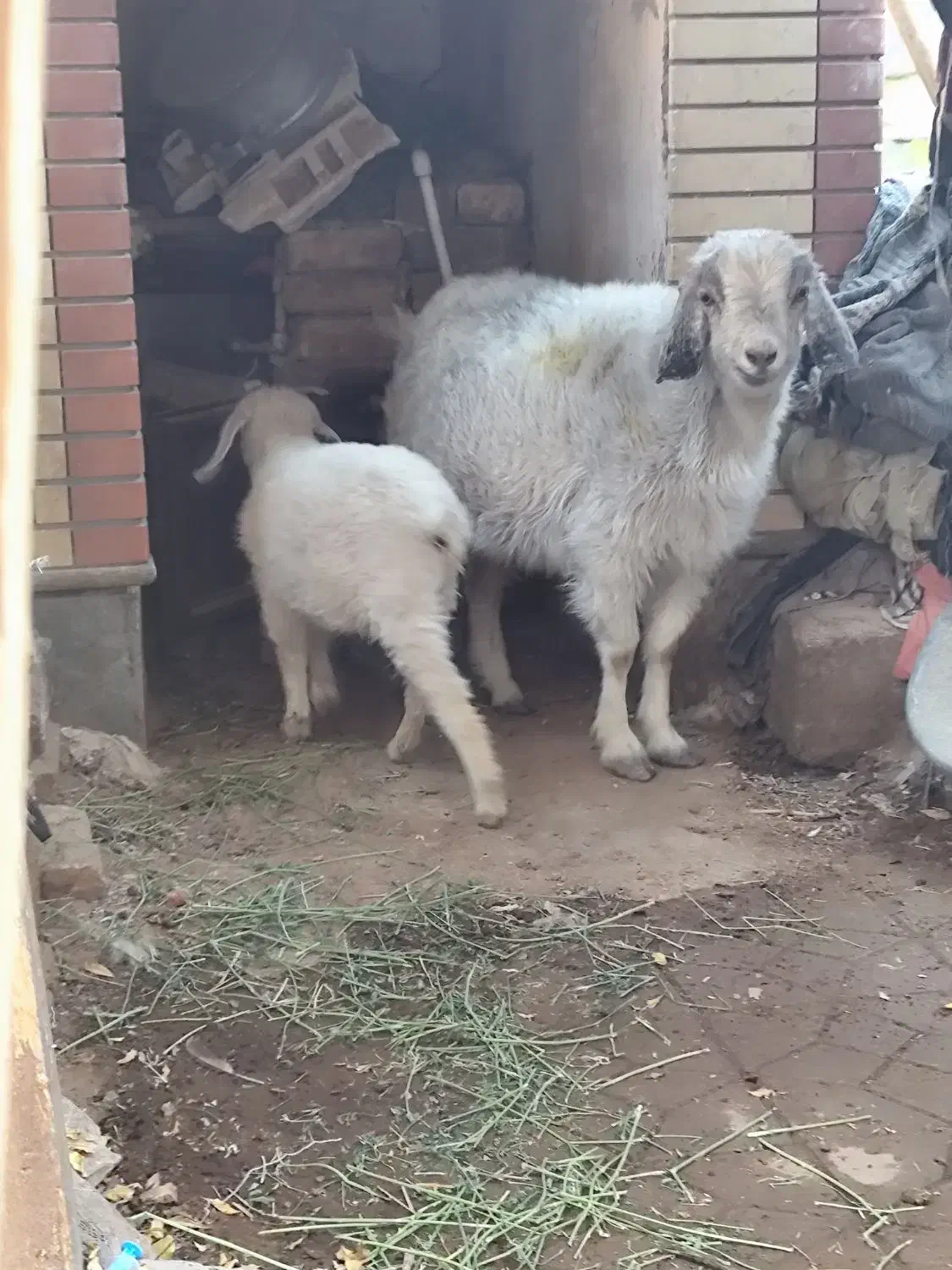 بز و یک کهره رگایی بز دوباره ابستن|حیوانات مزرعه|کرمان, |دیوار