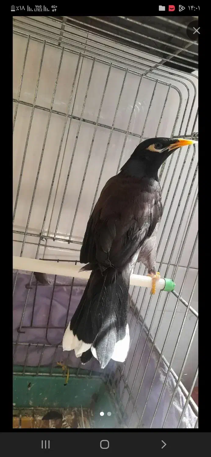 مینا سخنگو|پرنده|تهران, امامت|دیوار