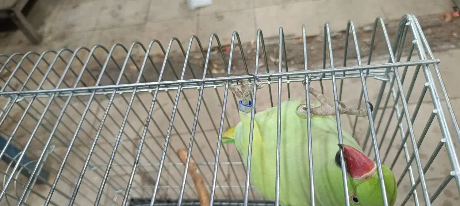 طوطی ملنگو نر ۱۷ماهه|پرنده|تهران, انبار نفت|دیوار