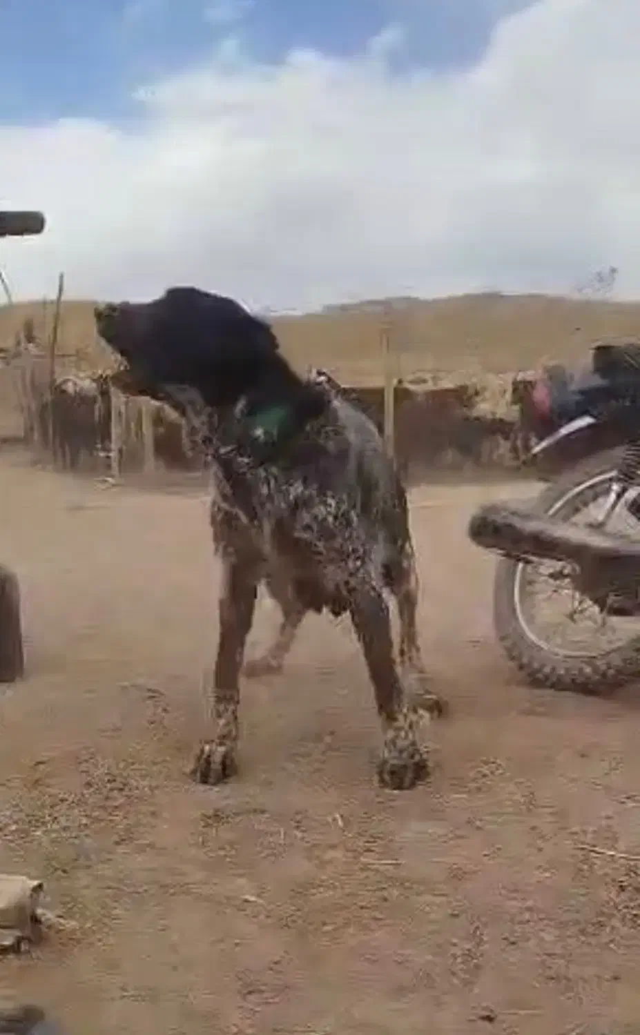 لاس قدرجونی اصیل گله ای آدمی توله بده به ضمانت|سگ|نی‌ریز, |دیوار