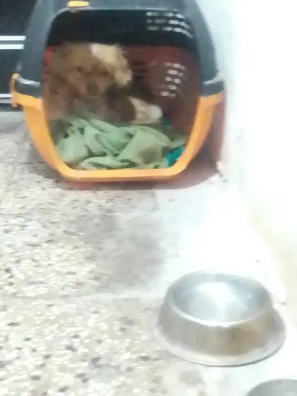 یکی|سگ|اهواز, بیست متری شهرداری|دیوار