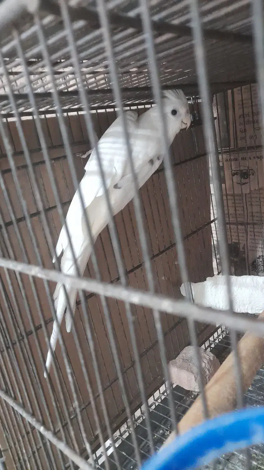 عروس هلندی البینو دوکت مولد|پرنده|بندرعباس, |دیوار