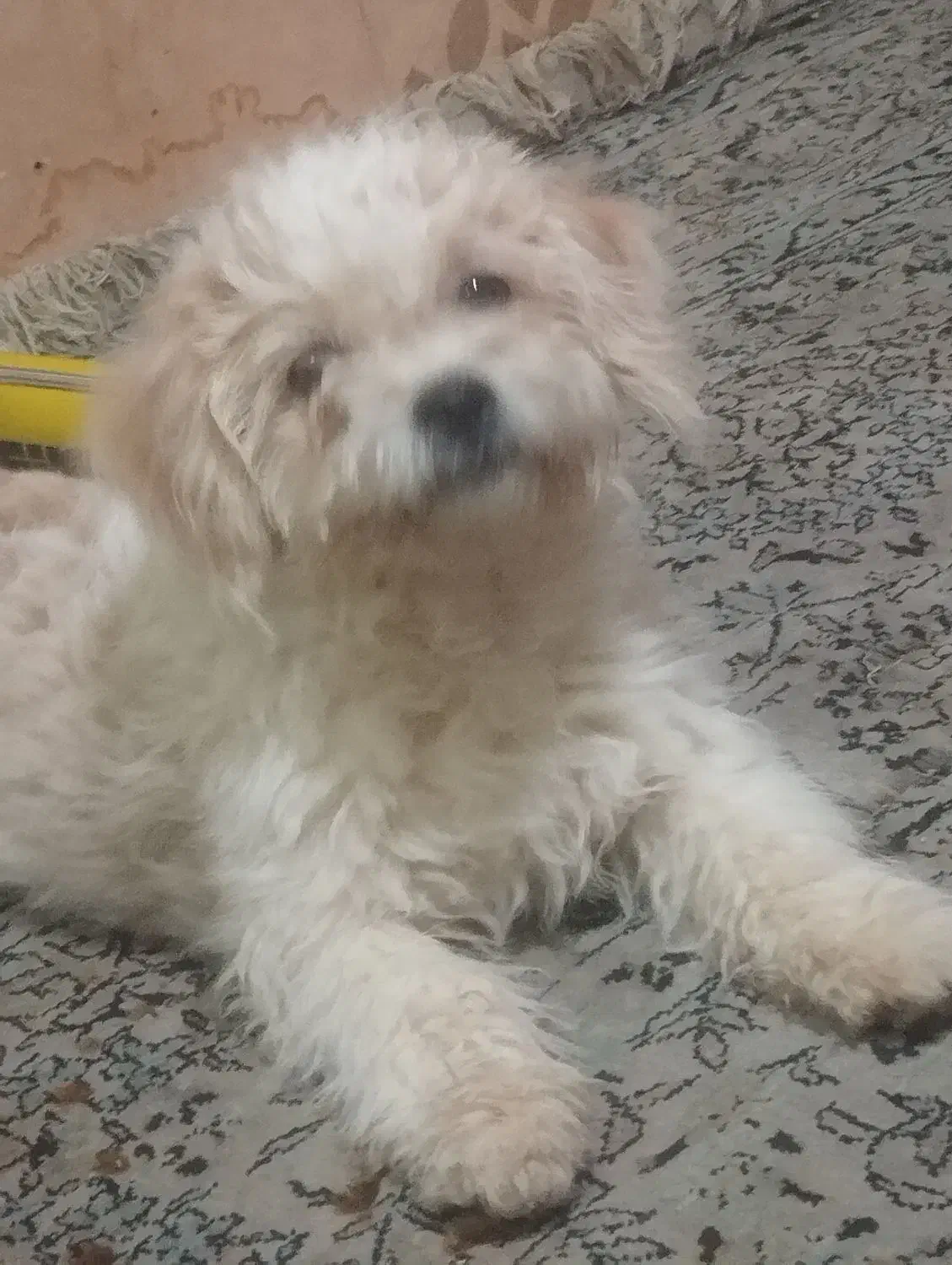 این طوله سگ گم شده است|حیوانات|همدان, |دیوار