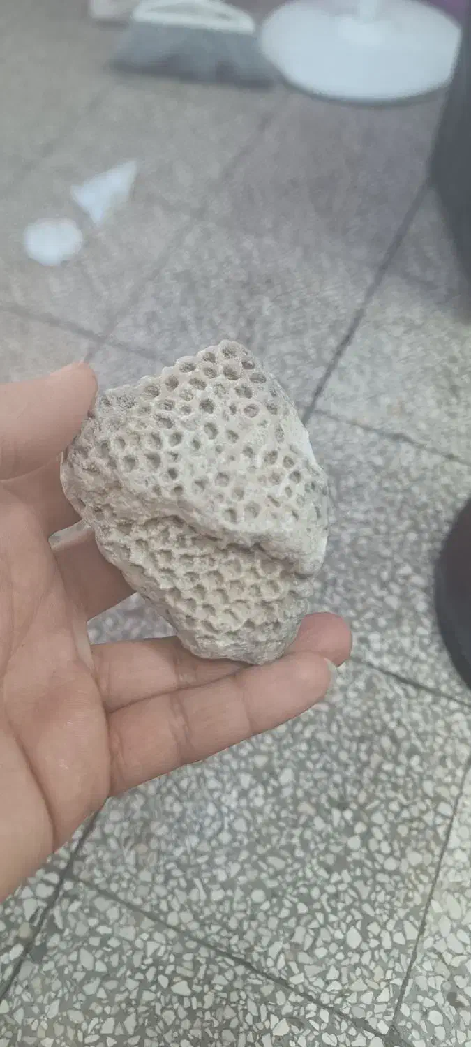 سنگ و فسیل|کلکسیون اشیاء عتیقه|بهبهان, |دیوار