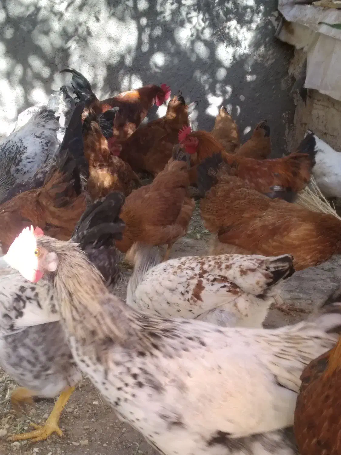 خروس محلی|حیوانات مزرعه|تربت‌حیدریه, شهرک ولیعصر|دیوار