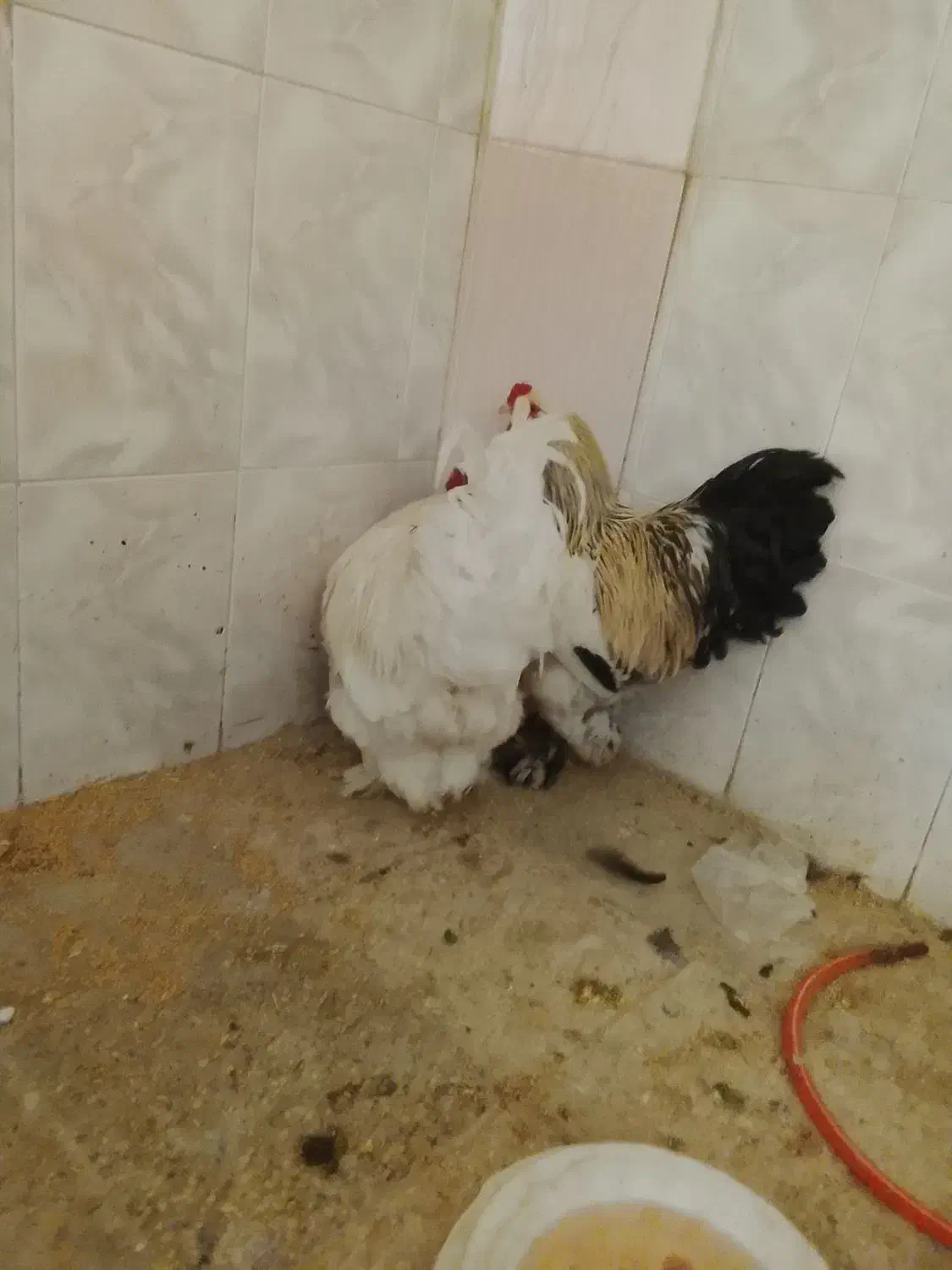 خروس برهما|حیوانات مزرعه|قم, ولیعصر|دیوار