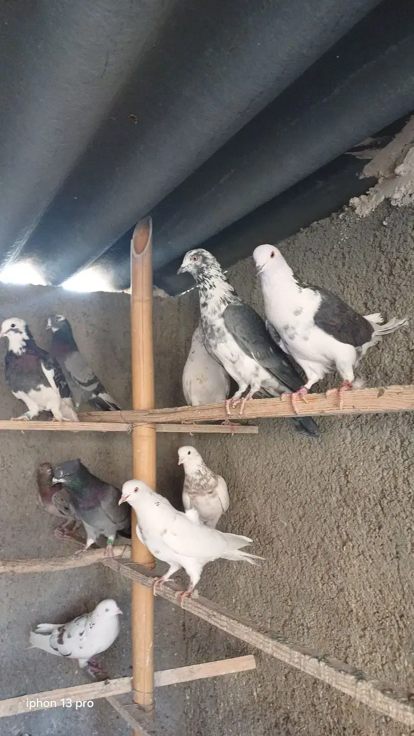 کفترا کپکی تیرماه|پرنده|تهران, کیانشهر|دیوار