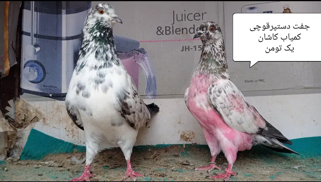 کبوتر اصیل ایرانی|پرنده|رشت, آتشگاه|دیوار