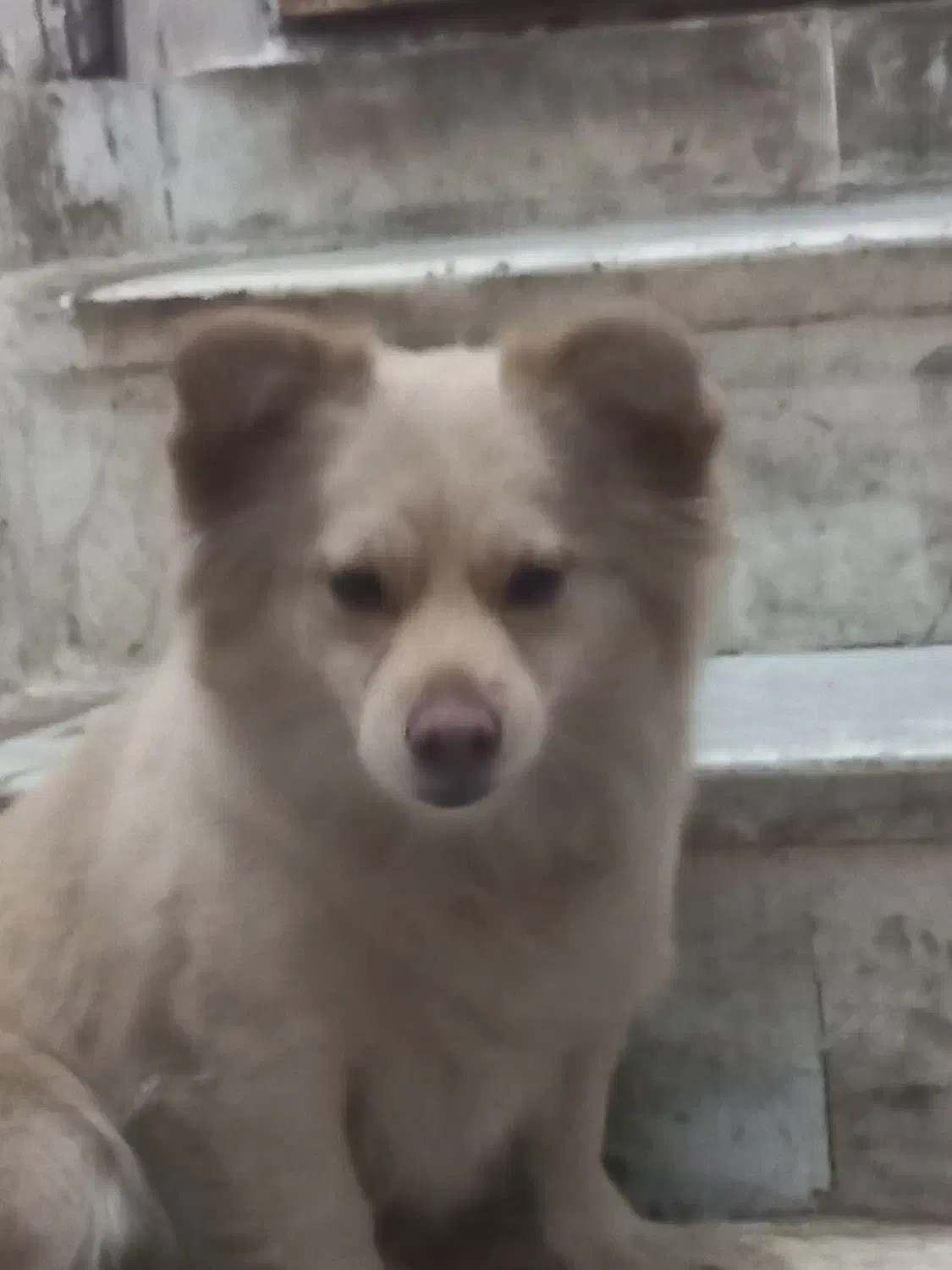 سگ پاکوتاه اشپیتز پامر|سگ|بم, |دیوار