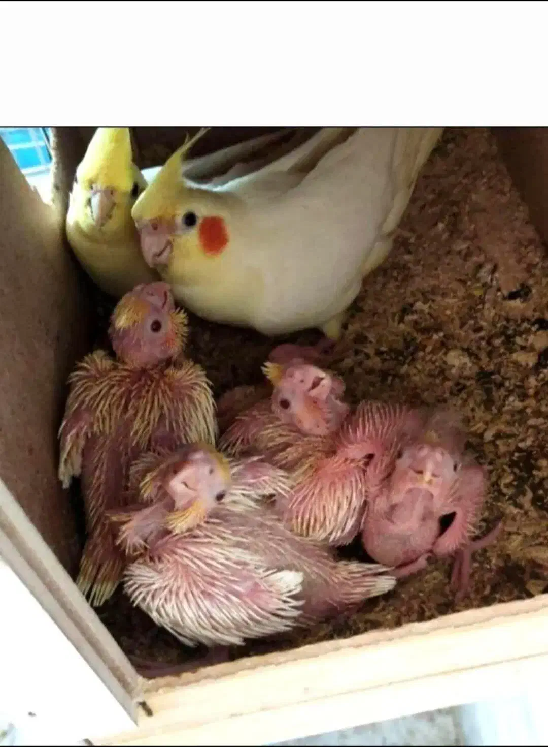 عروس هلندی|پرنده|کوهبنان, |دیوار