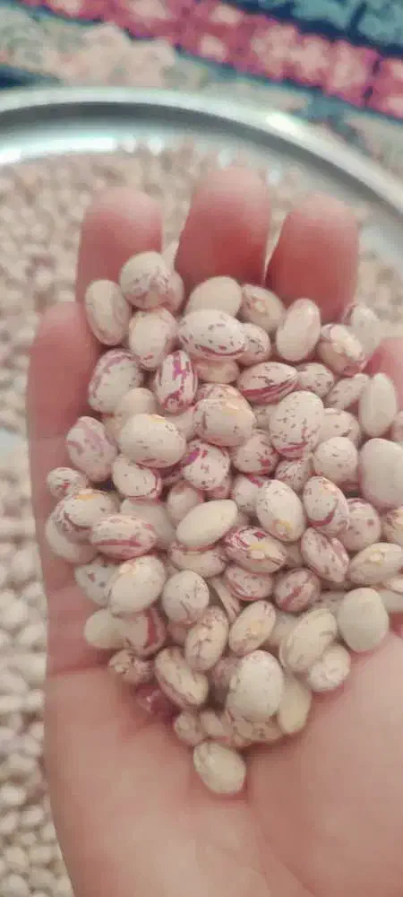 لوبیا چیتی درجه یک(۶ تن)|خوردنی و آشامیدنی|شیراز, آزادی|دیوار