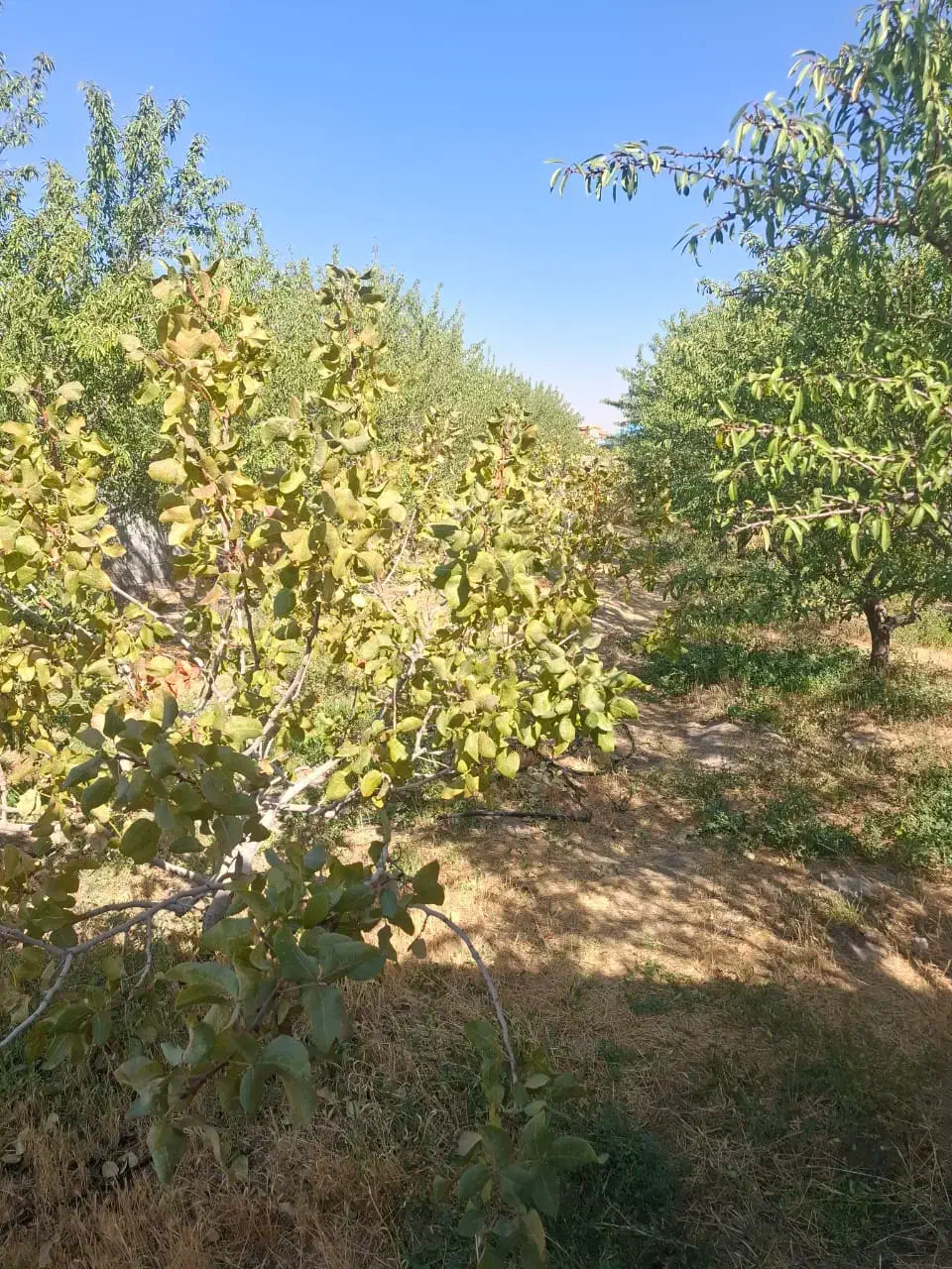 ویلادرخسروشهر|فروش زمین و ملک کلنگی|ایلخچی, |دیوار