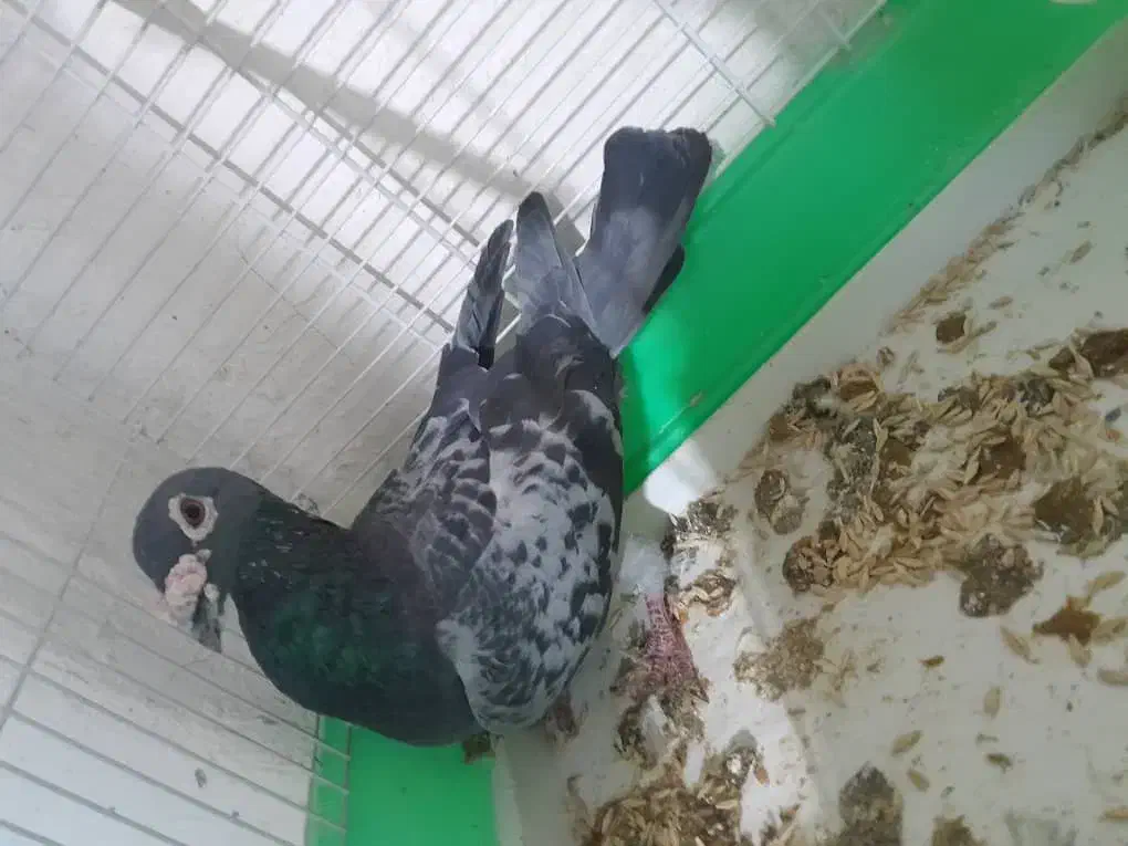 کبوتر|پرنده|گتوند, |دیوار