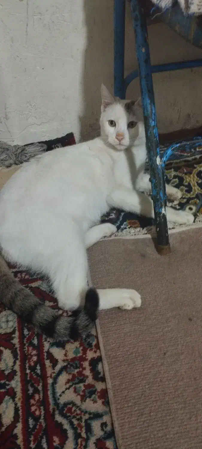 واگذاری رایگان گربه|گربه|تکاب, |دیوار