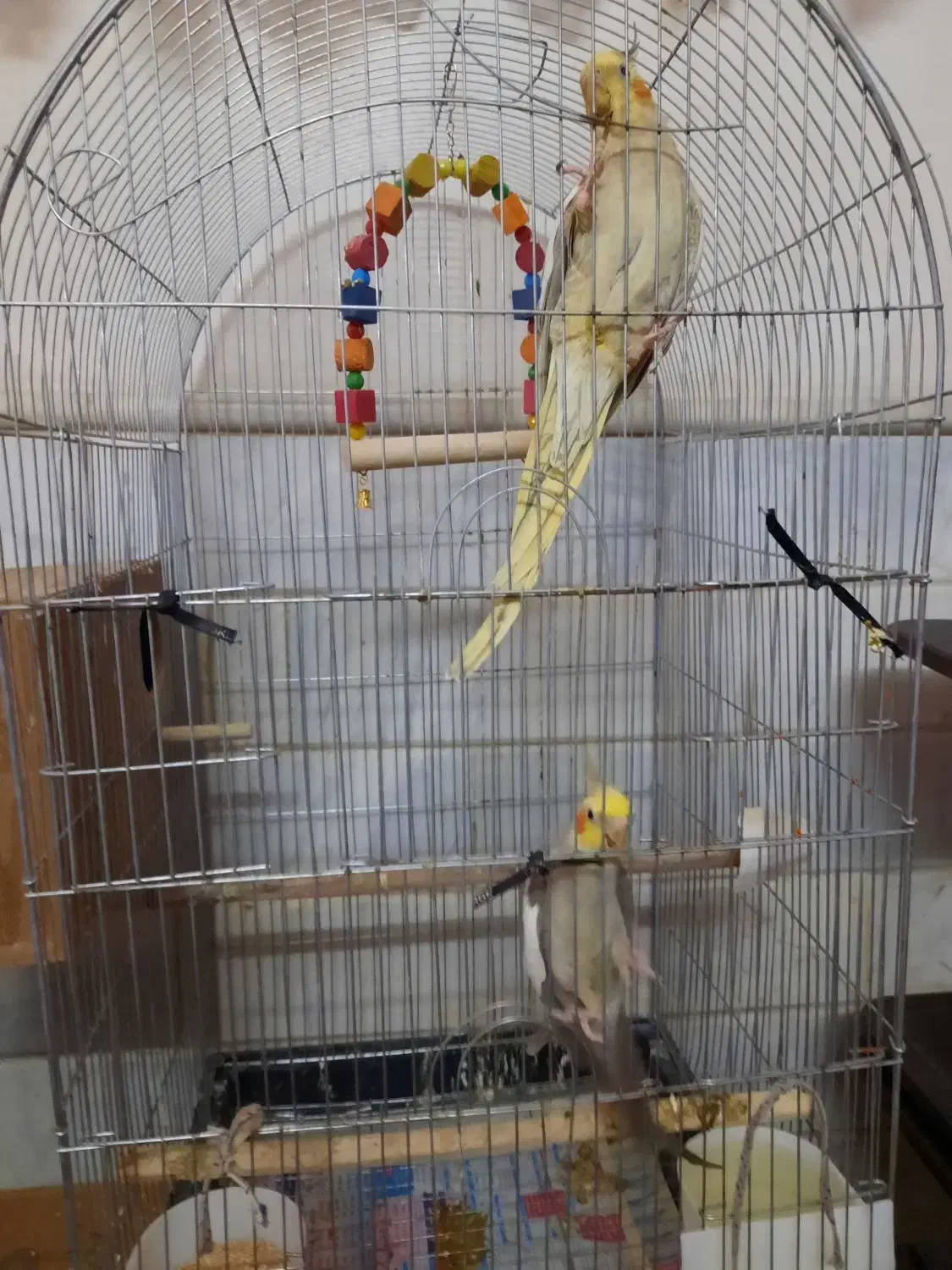 عروس هلندی|پرنده|قم, حاج زینل|دیوار