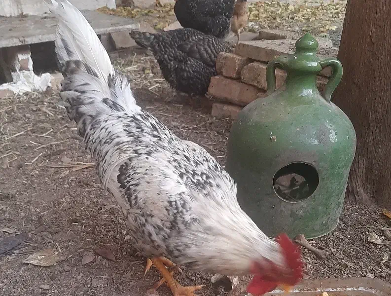 خروس محلی|حیوانات مزرعه|تهران, علم و صنعت|دیوار