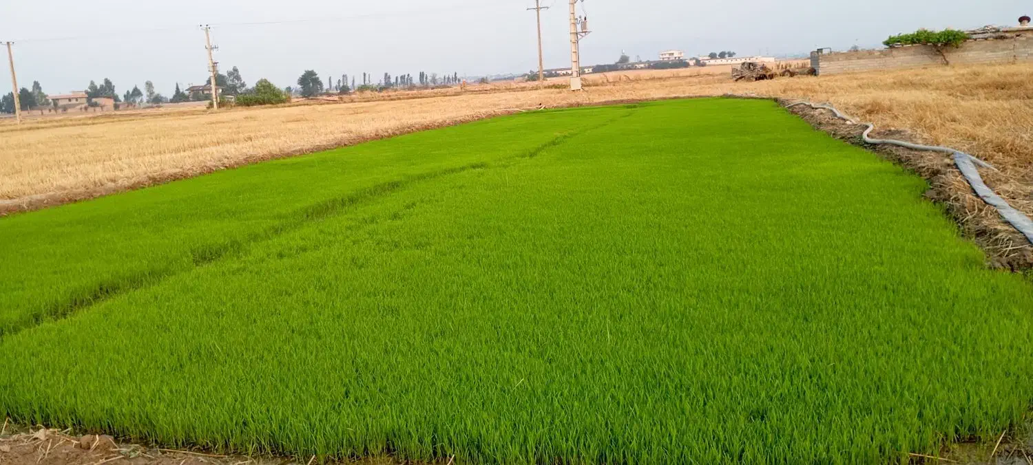 مشارکت ساخت ساز مرغداری50هزارتایی شرط اجاره|اجارهٔ دفتر صنعتی، کشاورزی، تجاری|گرگان, |دیوار