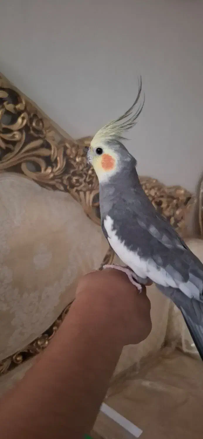 عروس هلندی نر رام و دستی و سخنگو و سالم|پرنده|ری, هاشم‌آباد|دیوار